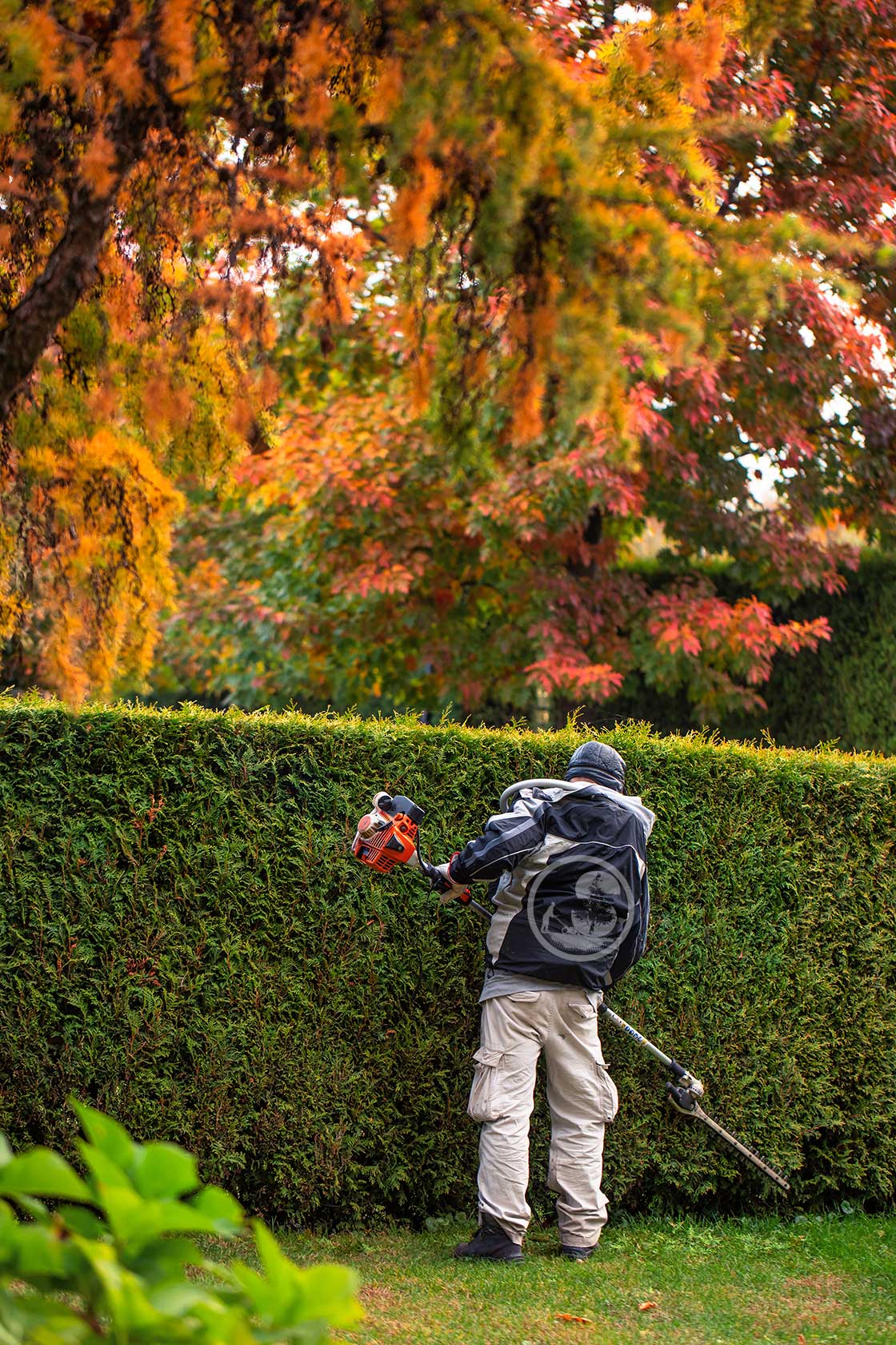 salome-landscaping-trimmer-on-lawn